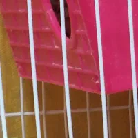 یک جفت پرنده مولد با ۲ عدد تخم|پرنده|گلبهار, شهر جدید گلبهار|دیوار