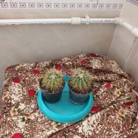 ۱۵عددگل طبیعی|گل و گیاه طبیعی|میاندوآب, |دیوار