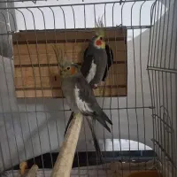 یک جفت عروس هلندی مولد