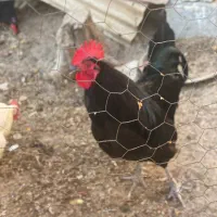 فروش مرغ خروس محلی