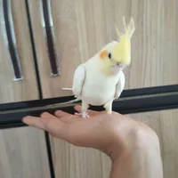 عروس هلندی نر