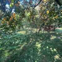 زمین واقع در دروپی