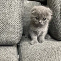 واگذاری اسکاتیش اصیل دبل فود