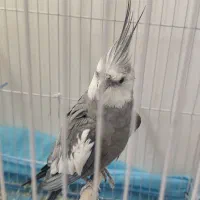 عروس هلندی نر رنگ خاص|پرنده|آباده, |دیوار