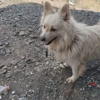 واگذاری سگ پاکوتا|سگ|سلماس, |دیوار