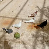 کفتر|پرنده|قم, چهار مردان|دیوار