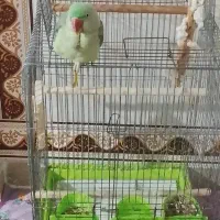 پرنده