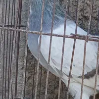 ماده کاغذی خرقه