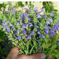 بادرنجبو قرمز بالدر
