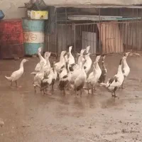 فروش غاز نروماده جوان