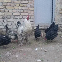 خروس برهما