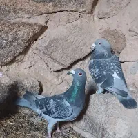 جفت کفتر نر ماده یکتمن