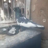 کبوتر|پرنده|مرودشت, دولت آباد|دیوار