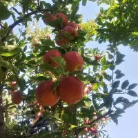 سیب درختی قرمزخوش رنگ به فروش میرسد|خدمات باغبانی و درختکاری|گلبهار, شهر جدید گلبهار|دیوار