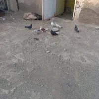 کفتر|پرنده|قم, جمکران|دیوار
