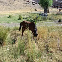 اسب کره اسب نر پیشونی سفید