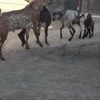 نری نقشی یکسال ونیم|حیوانات مزرعه|بندرعباس, |دیوار