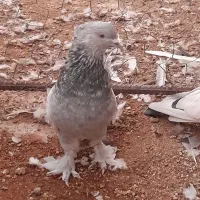 کبوتر سینه سبز نر|پرنده|شیراز, شاپورجان|دیوار