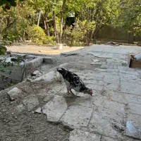 خروس گلین ۵ ماهه|حیوانات مزرعه|شهریار, کهنز|دیوار