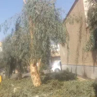 باغبان همه کاره