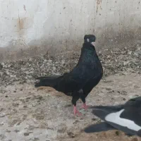 سیاه آبادانی