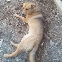 سگ ( ژرمن )