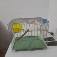 مرغ گلین لری اصیل وتعدادی قفس|حیوانات مزرعه|پلنگ آباد, |دیوار