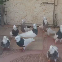 طوقی پا لخت|پرنده|ابریشم, |دیوار