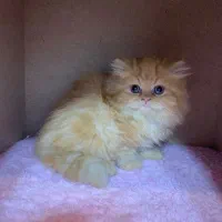 بریتیش گارفیلدی لانگ هیر|گربه|رشت, چله خانه|دیوار