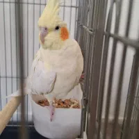 عروس هلندی