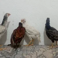 تخم مرغ محلی|حیوانات مزرعه|گرگان, |دیوار