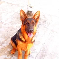 سگ ژرمن
