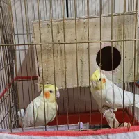 جفت عروس هلندی لوتینو|پرنده|نیریز, |دیوار
