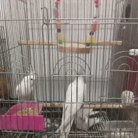 عروس هلندی آلبینو مولد با جوجه ها