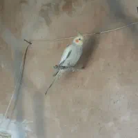 یک جفت عروس هلندی نروماده با چندتا تخم  وقفس