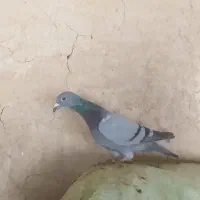 ی جفت المانی ب ضمانت ب ی میلیون|پرنده|بردسکن, |دیوار