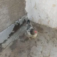 مرغ دوتا لهستانی