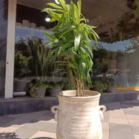 پیله مو ا ابلق