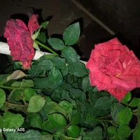 اجرای طرح فضای سبز در حیاط،پشت بام و خانه باغ ها