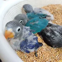 عروس هلندی و کوتوله|پرنده|کرمان, |دیوار