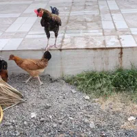 مرغ وخروس