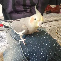 عروس هلندی