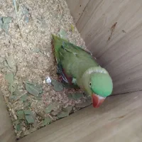 شاه طوطی نر و ماده