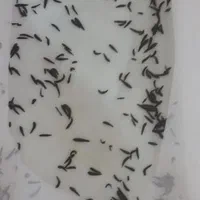 زالو پرورشی کاملا بهداشتی|آرایشی، بهداشتی، درمانی|بهار, |دیوار