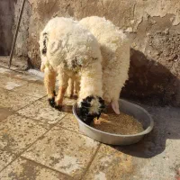 بره