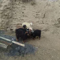 بره و بزغاله نر سبک وزن|حیوانات مزرعه|بیرجند, |دیوار