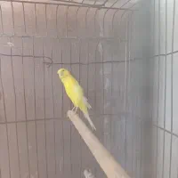 قناری نر وماده