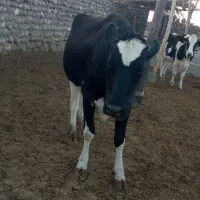 گاو ماده شیری فروشی|حیوانات مزرعه|خاش, |دیوار