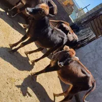 گوساله ماده