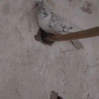 کبوتر|پرنده|میبد, |دیوار